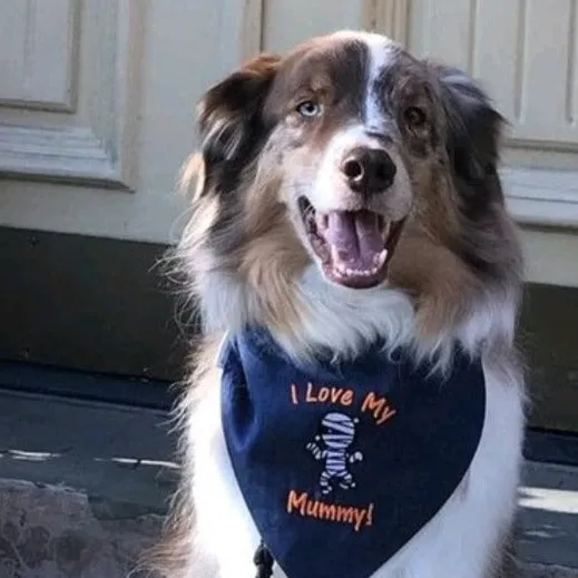 Halloween Dog Bandanas Embroidered I LOVE MY MUMMY